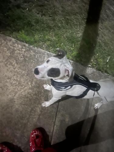 Lost Female Dog last seen Nutters Chapel, Conway, AR 72034