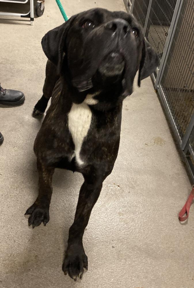 Shelter Stray Male Dog last seen Near E Chambord Court, Sandy City, UT, 84070, Salt Lake City, UT 84123