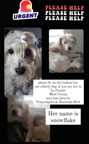 Lost Female Dog last seen Hacienda Boulevard and Francisquito , La Puente, CA 91744