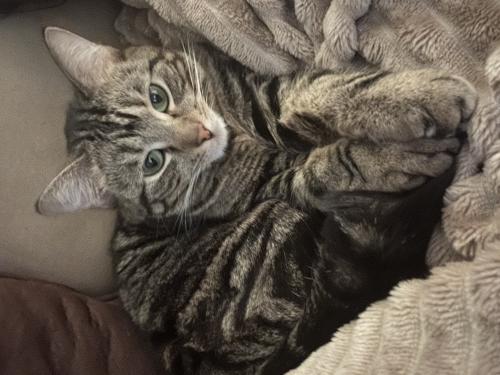 Lost Female Cat last seen Downtown Parkville Area , Parkville, MO 64152