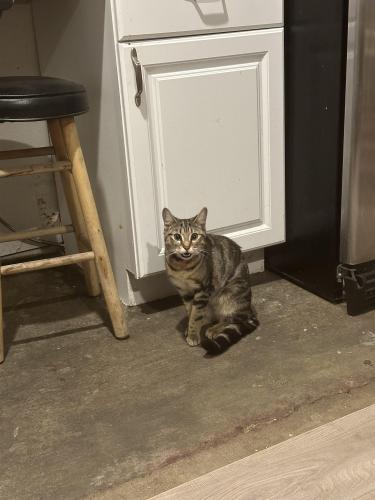 Lost Female Cat last seen Near gnesa rd, Modesto, CA 95358