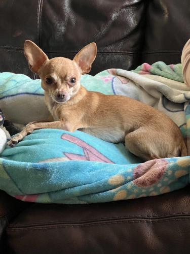 Lost Male Dog last seen Banbury cross/berry rose/ whispering winds apmts, Pearland, TX 77581