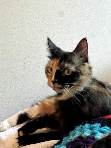 Lost Female Cat last seen Cedar St, Santa Cruz, CA 95060