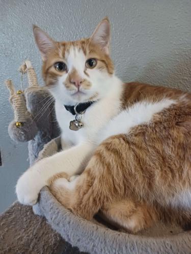 Lost Male Cat last seen Halsey St, Fairview, OR 97024