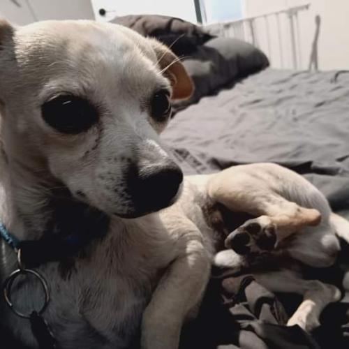Lost Male Dog last seen Yarborough and Montana , El Paso, TX 79925