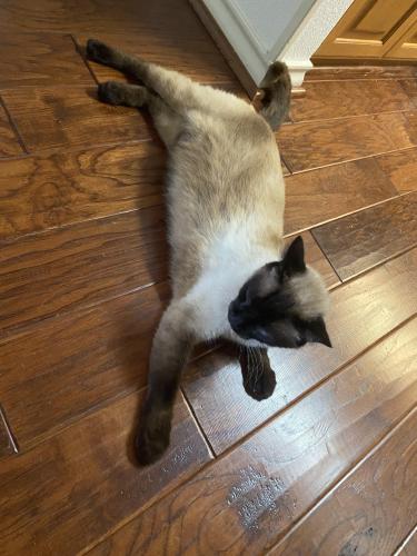Lost Male Cat last seen Not far from Green Valley Elementary , Cibolo, TX 78108