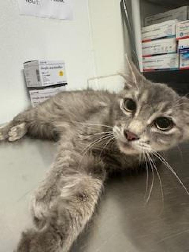 Shelter Stray Female Cat last seen Near BLOCK FRUITVALE AVE, BAKERSFIELD CA 93308, Bakersfield, CA 93308
