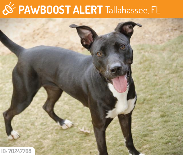 Shelter Stray Female Dog last seen Near BLOCK OLD BAINBRIDGE RD, TALLAHASSEE FL 32303, Tallahassee, FL 32311
