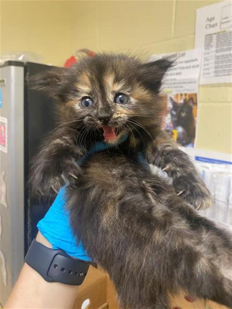 Shelter Stray Female Cat last seen SENATOR WAY & 65TH ST, Sacramento, CA 95818