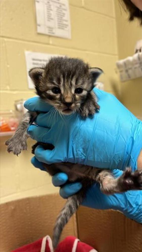 Shelter Stray Male Cat last seen PERKINS WAY & FREEPORT BLVD, Sacramento, CA 95818
