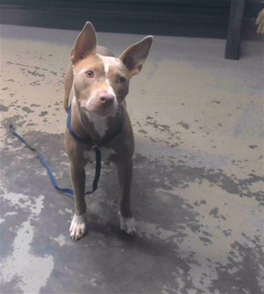 Shelter Stray Female Dog last seen I-10 NEAR EXIT 203, Tallahassee, FL 32311