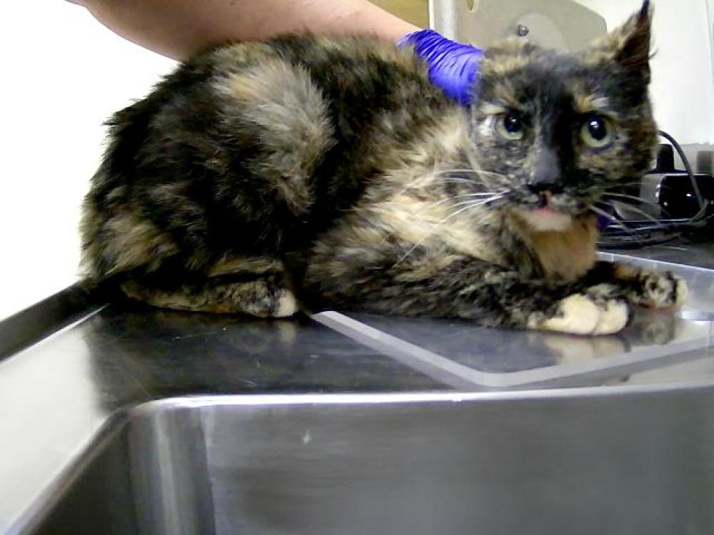 Shelter Stray Female Cat last seen Near BLOCK MEDGAR AVE, RENO NV 89506, Reno, NV 89502