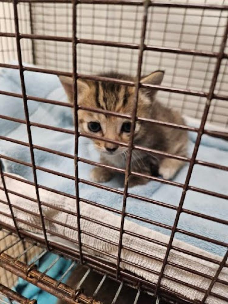 Shelter Stray Female Cat last seen Near BLOCK WILLOW SAGE LANE, Austin, TX 78702