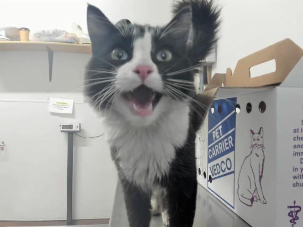 Shelter Stray Male Cat last seen MISSION/ALTA VISTA, Hayward, CA 94544