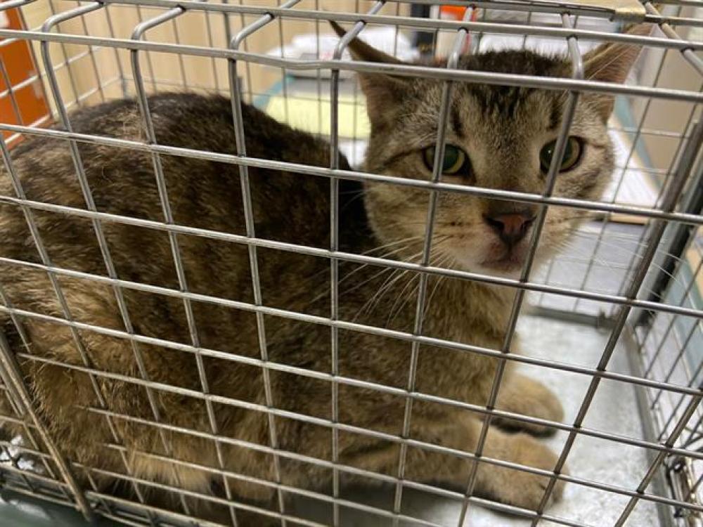 Shelter Stray Male Cat last seen Near BLOCK W ACACIA ST, West Milwaukee, WI 53215