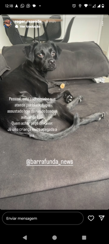 Lost Male Dog last seen Rua do bosque  130, Barra Funda, SP 