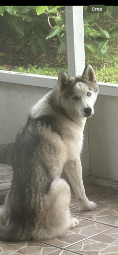 Lost Female Dog last seen SW 260 Street & 137th Ave, Homestead, FL 33032