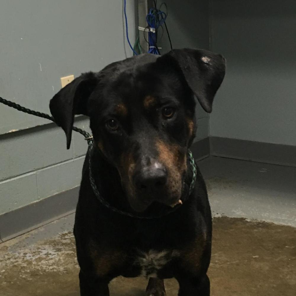 Shelter Stray Male Dog last seen , Greenville, SC 29609