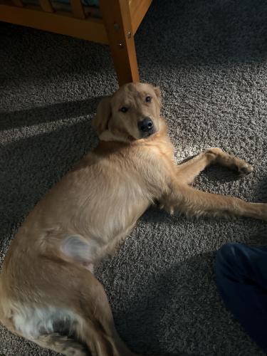 Found/Stray Male Dog last seen Letterman St, Fort Liberty, Fort Liberty, NC 28310