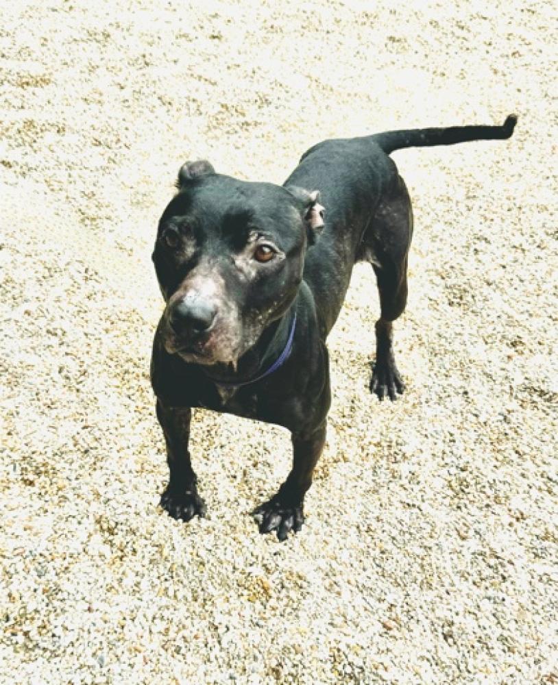 Shelter Stray Female Dog last seen Near Lisa Park, 70364 - Houma, LA, Gray, LA 70359