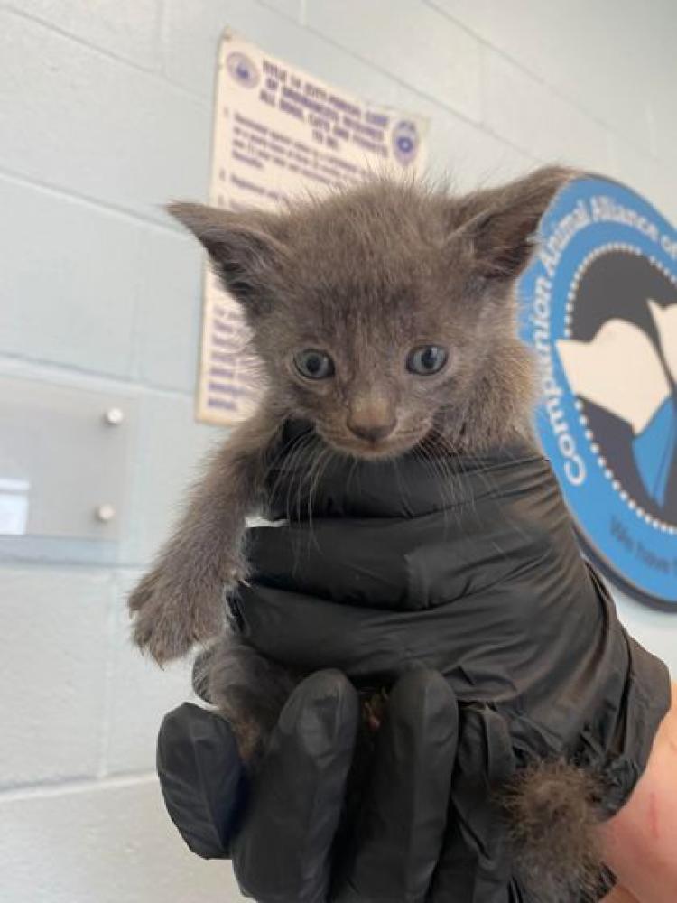 Shelter Stray Male Cat last seen Near Iowa St, 70802, LA, Baton Rouge, LA 70820