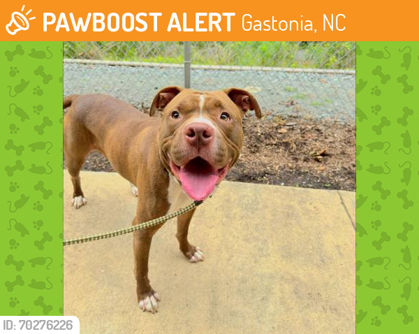 Shelter Stray Male Dog last seen Gaston County, NC 28056, Gastonia, NC 28052