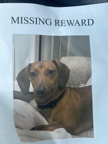 Lost Male Dog last seen Rudock,Louisiana, LaPlace, LA 70068