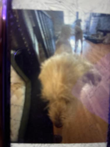 Lost Male Dog last seen Near Colorado Ave  , St. Louis, MO 63111