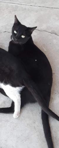 Lost Female Cat last seen 22nd and Kolb next to Booth Fickette school, Tucson, AZ 85710