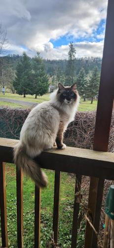 Lost Male Cat last seen Labrousse and Brookman rd., Washington County, OR 97140