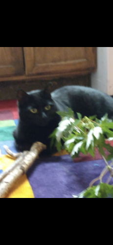 Lost Male Cat last seen Woodward heights and Dequindre, Hazel Park, MI 48030