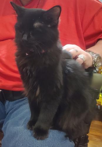 Lost Female Cat last seen Ave t and s 43rd st , Temple, TX 76504