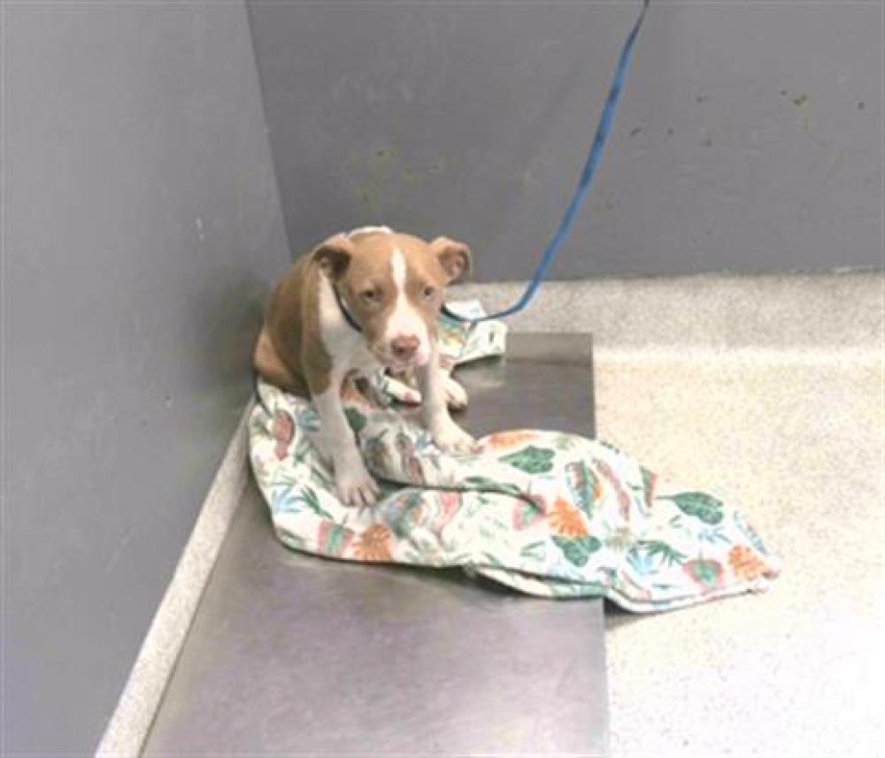 Shelter Stray Female Dog last seen Near BLOCK CAPITOLA RD, TALLAHASSEE FL 32317, Tallahassee, FL 32311