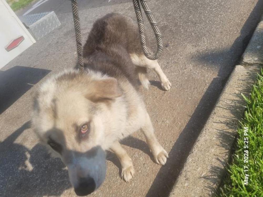 Shelter Stray Male Dog last seen Near BLOCK PACKARD ST, DETROIT, MI 48234, Detroit, MI 48211