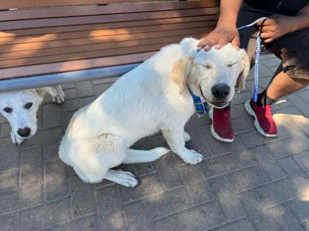 Shelter Stray Male Dog last seen MANOR ROAD AND LOYOLA LANE, Austin, TX 78702