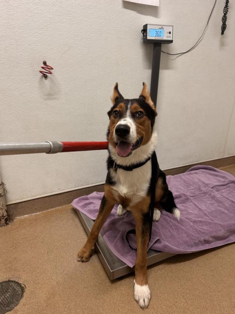 Shelter Stray Male Dog last seen FOOTHILL/MISSION, Hayward, CA 94544