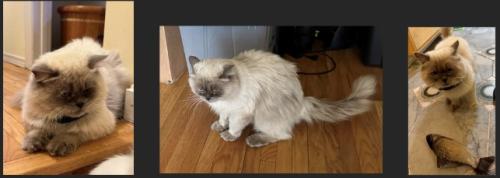 Lost Male Cat last seen Leslie and Finch.  Willesden Park, Toronto, ON M2H