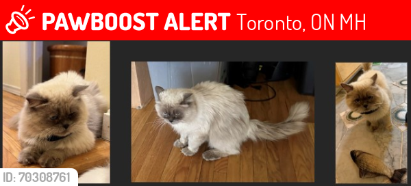 Lost Male Cat last seen Leslie and Finch.  Willesden Park, Toronto, ON M2H
