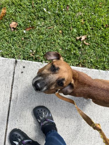 Lost Male Dog last seen 27th st, Fort Lauderdale, FL 33309