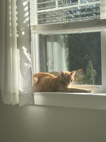 Lost Male Cat last seen Langley , Langley Township, BC V2Y 2G1