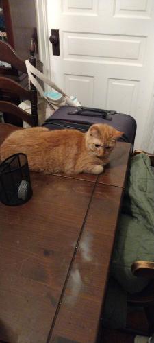 Lost Female Cat last seen Dearborn , Toledo, OH 43605