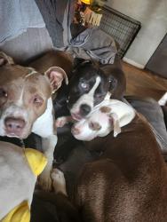 Lost Female Dog last seen Capital hill, Denver, CO 80219