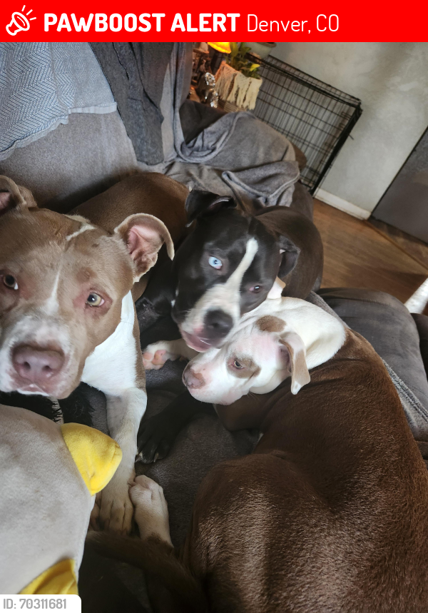 Lost Female Dog last seen Capital hill, Denver, CO 80219