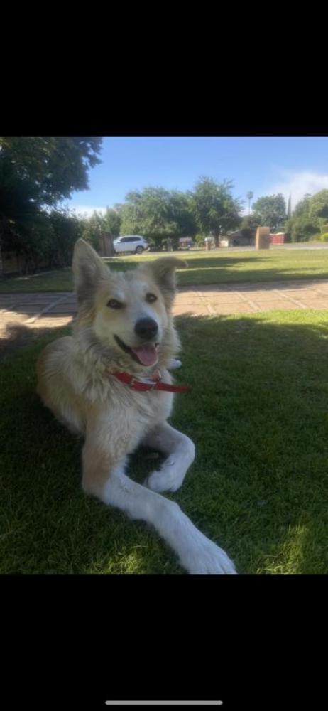 Shelter Stray Female Dog last seen Butler & Fowler, Fresno Zone Fresno CO 2 93727, CA, Fresno, CA 93706
