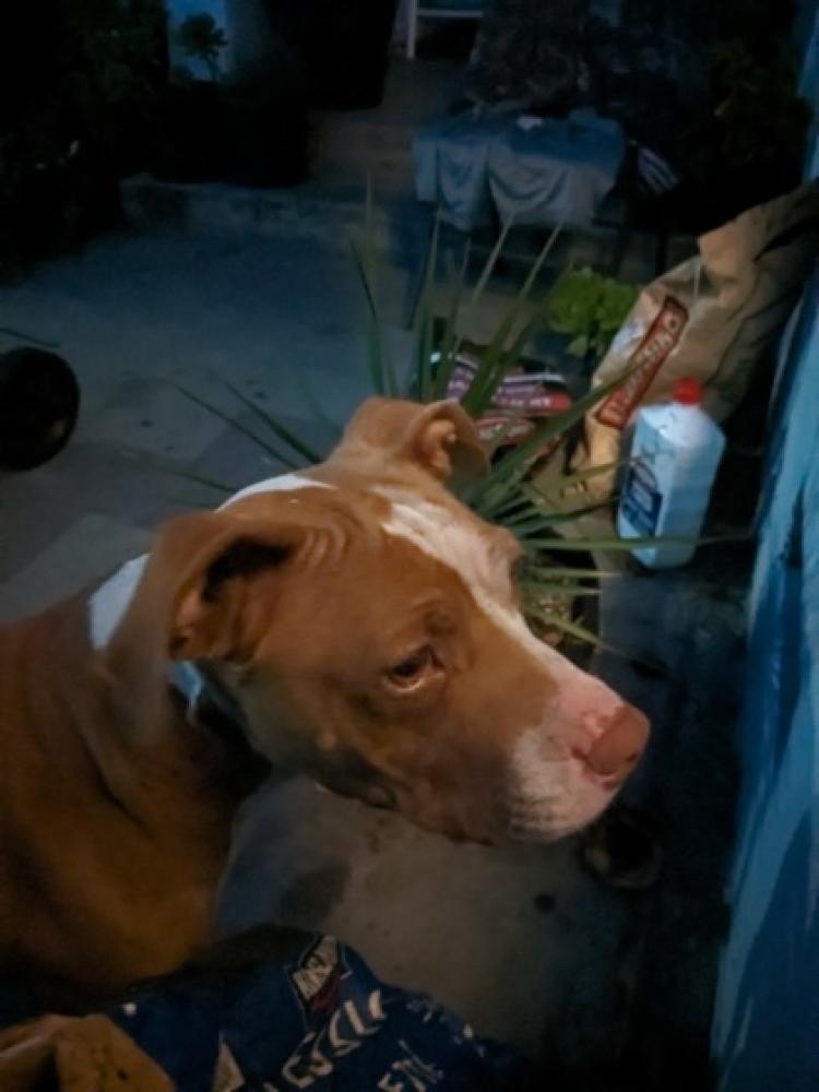 Shelter Stray Female Dog last seen Chestnut & CA-180, Fresno Zone Fresno City D 93727, CA, Fresno, CA 93706