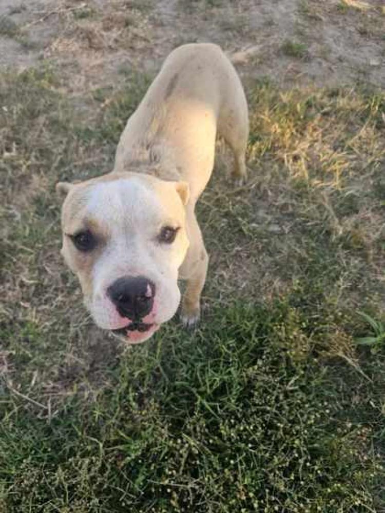 Shelter Stray Female Dog last seen Orange & Floral, Fresno Zone Fresno CO 3 93725, CA, Fresno, CA 93706