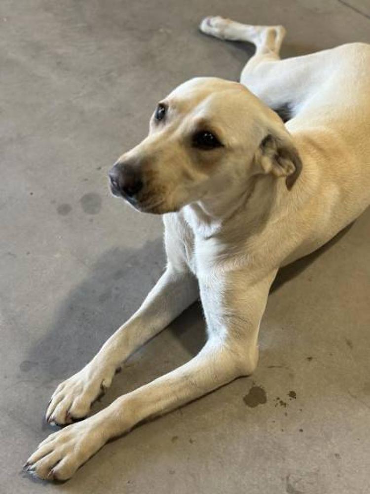 Shelter Stray Female Dog last seen Herndon & Academy, Clovis Zone Fresno CO 4 93619, CA, Fresno, CA 93706