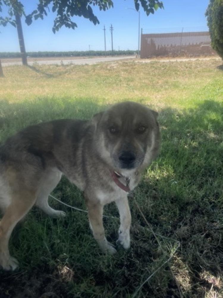 Shelter Stray Male Dog last seen Saginaw & Pacific, Selma Zone Fresno CO 3 93662, CA, Fresno, CA 93706
