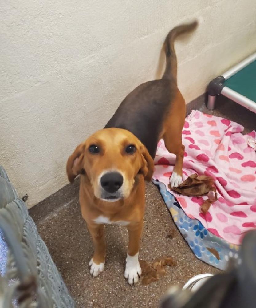 Shelter Stray Female Dog last seen Charleston County, SC 29449, Charleston, SC 29406