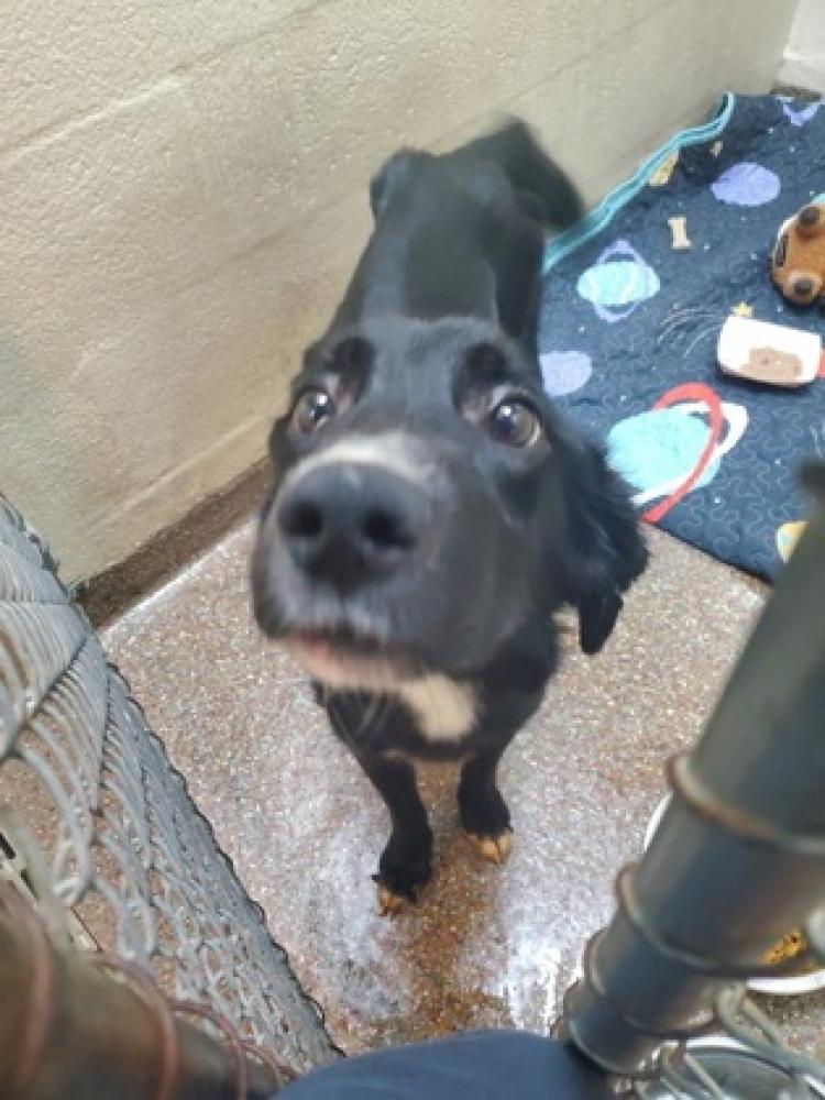 Shelter Stray Male Dog last seen North Charleston, SC 29420, Charleston, SC 29406
